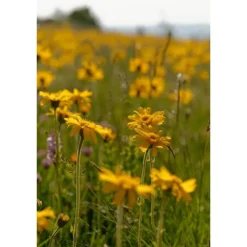 Weleda Arnica Sport Massageolie