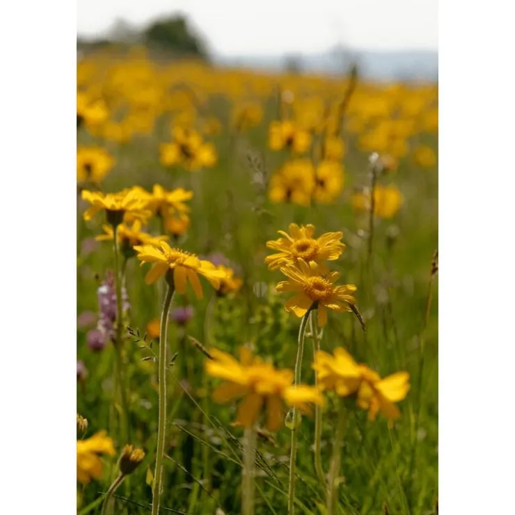 Weleda Arnica Sport Massageolie