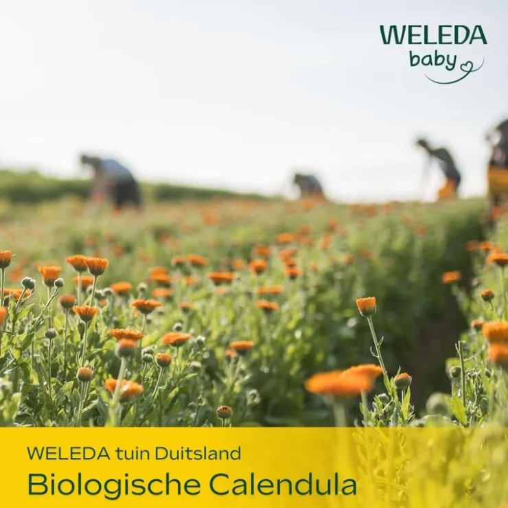 Weleda Baby Calendula Verzorgende Olie