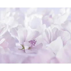 Weleda Baby Witte Malva Sensitive Gezichtscrème