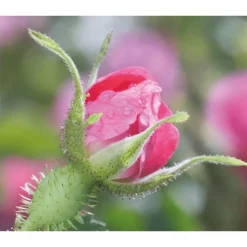 Weleda Wilde Rozen & Witte Thee Vitaliserende Dagcrème 40 ML
